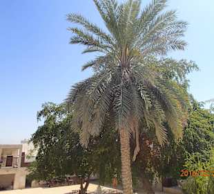 Ras Al Khaimah Museum