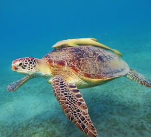 Schildkröte