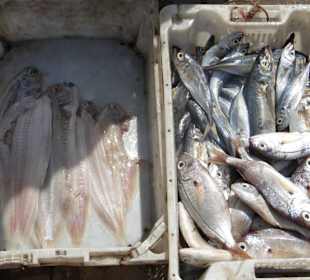 Fischverkauf
