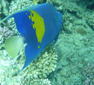 Pesce angelo maculato