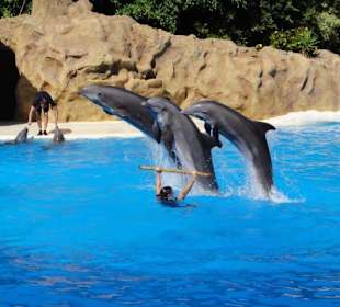 Loro Parque 11/2016