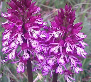 Auf dem Orchideenpfad