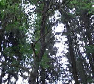 Waldlehrpfad in Tieringen