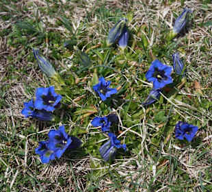 Natur Wiesen auf der Seiser Alm