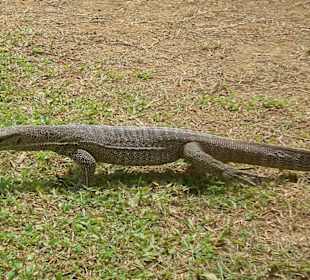 Waran im Uda Walawe Nationalpark