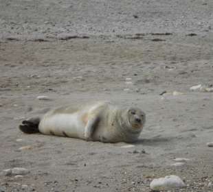Seehund auf Helgolands Düne