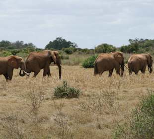 Eindrücke im Tsavo Ost; Elefanten unterwegs