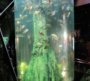 Rainforestraum, Säule