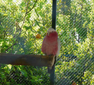 Vogel im Peptilienpark?