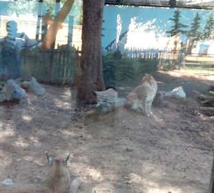 ZOO José Cruz Conde