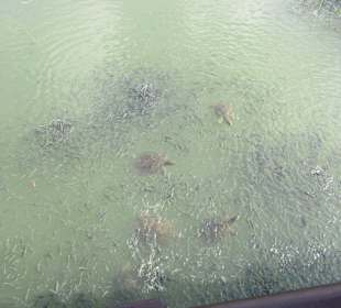 Große Schildkröten bei Brücke neben Strand