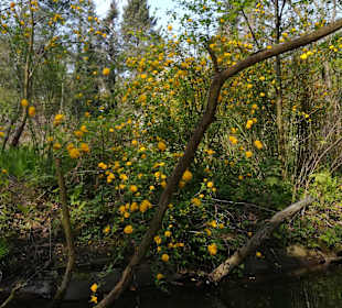 Spreewald