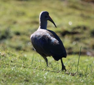 Ibis
