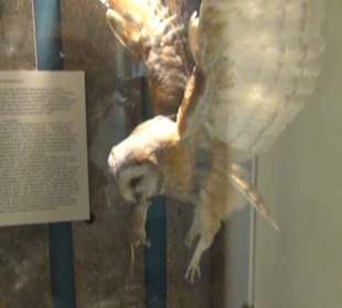 Naturkundemuseum