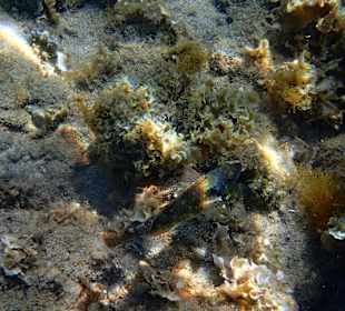 Tauchbasis Waterhoppers Rhodos