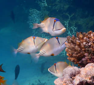 Schnorcheln Marsa Alam