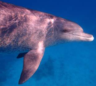 Einmalie Erlebnisse mit Mo´s Delfinen