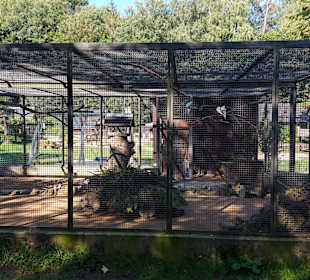 Wildpark Osterzgebirge