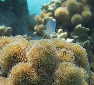 Innenriff Korallen