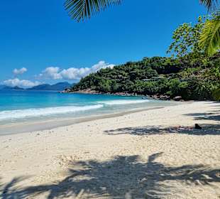 Palmen an der Petite Anse