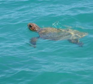 Caretta Caretta