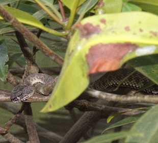 Mangrovenviper