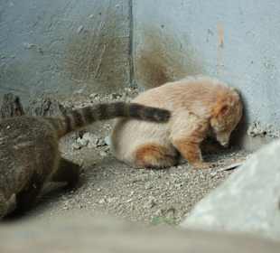 Kameltheater & Weißer Hof