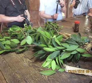 Lorbeerblätter duftend frisch 