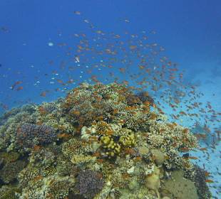 Viele bunte Fische am herrlichen Riff.
