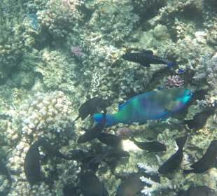 Schnorcheln Makadi Bay