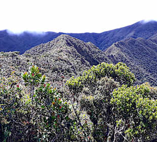 Podocarpus Nationalpark
