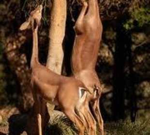 Gerenuk at Samburu National Reserve