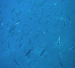 Hausriff Arabia Azur