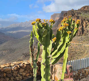 Inselrundfahrt Gran Canaria