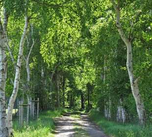Wanderung durch das Tarmstedter Moor