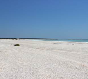 Shell Beach