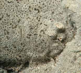 Schnorcheln Coraya Bay Marsa Alam