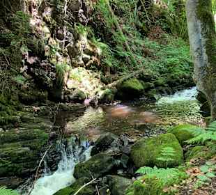 Wandern Hinterzarten