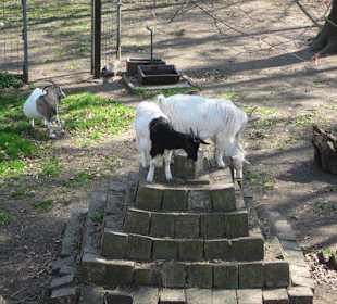 Vogelpark Graben-Neudorf