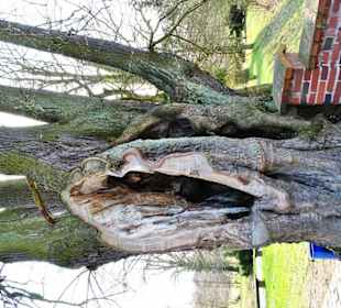 Jedno ze starych drzew parku.