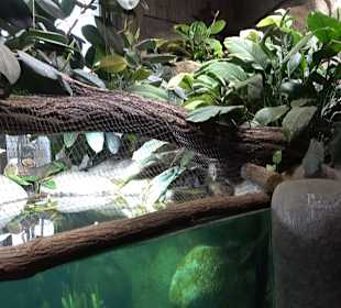Zoologischer Stadtgarten