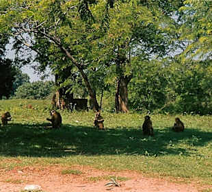 Yala Nat. Park