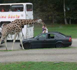 Giraffen