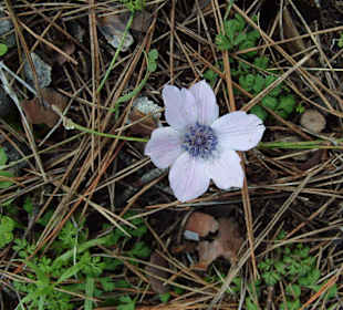 Seleukia, die antike Ruinenstadt bei Side
