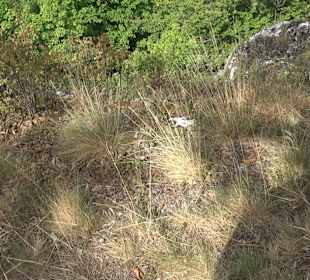 Wandertour Stahleck Greifenstein
