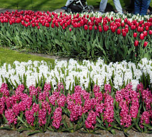 Blumenpracht im Keukenhof