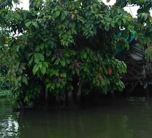 Mit Green Mango die Klongs von BKK entdecken.