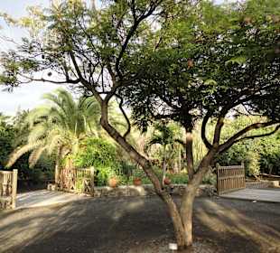 Parque Botánico de Maspalomas