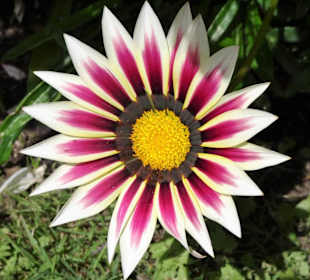 Gartenimpressionen von Monplaisir der Eremitage