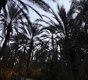 Palmenoase und Kutschfahrt